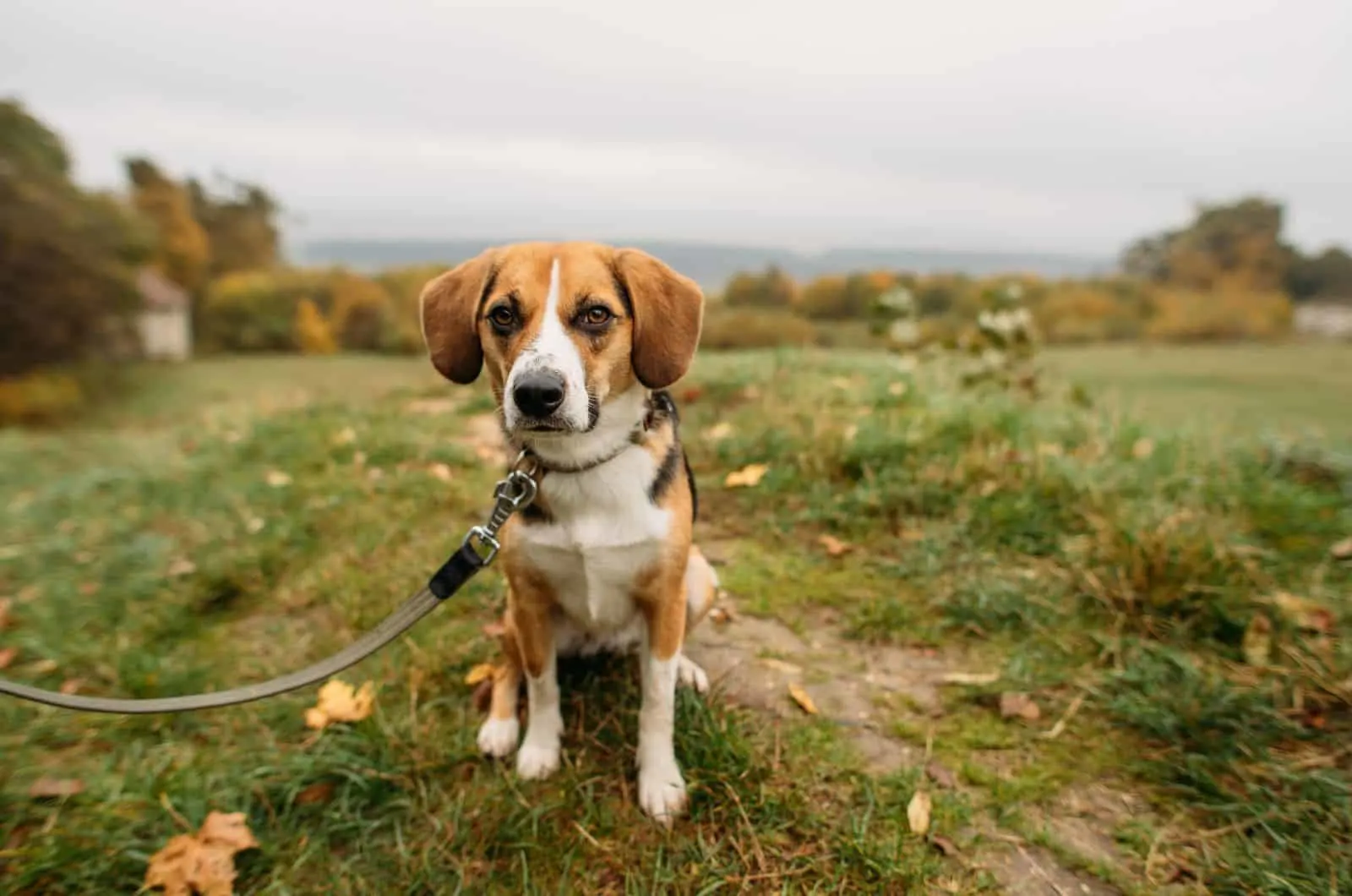 Beagle standing outside