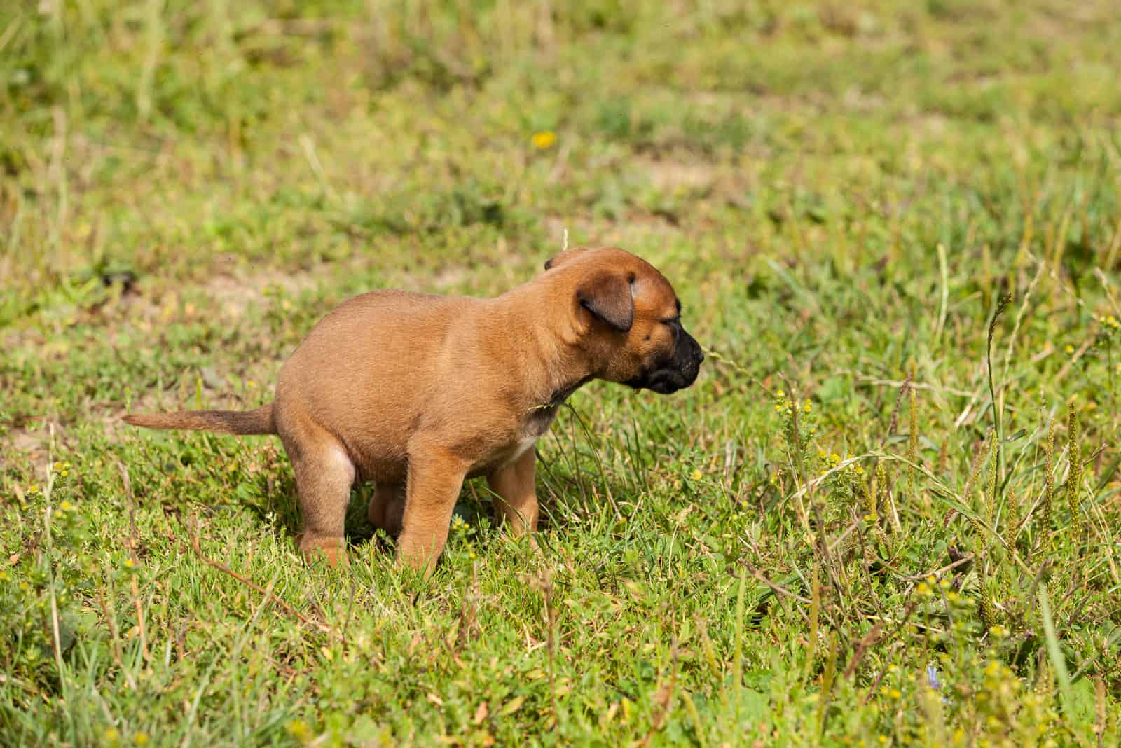 Belgian Malinois puppy pooping