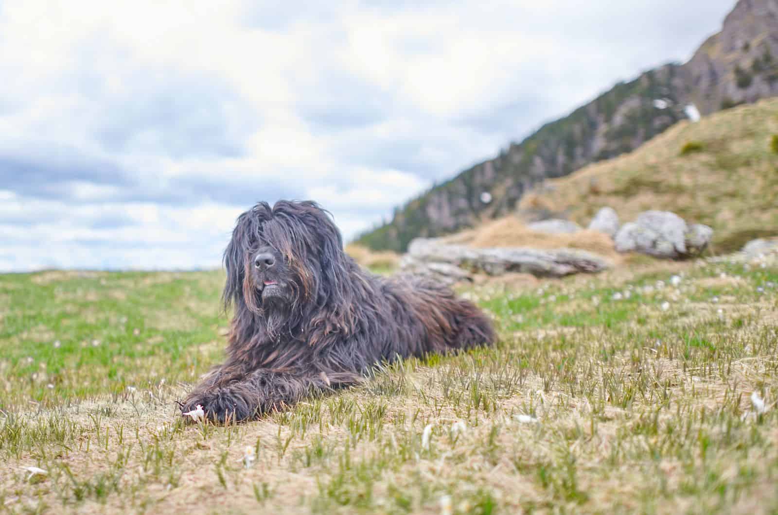 Bergamasco Sheep Dog