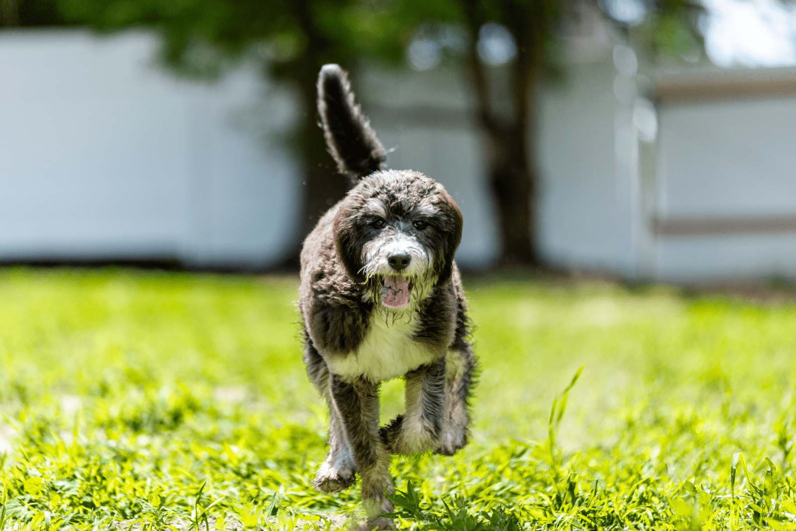 Bernedoodle running across the field