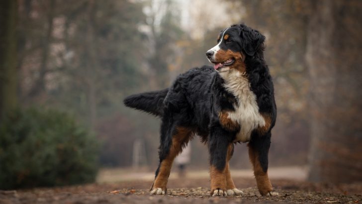 Bernese Mountain Dog Growth Chart For Pups And Adults