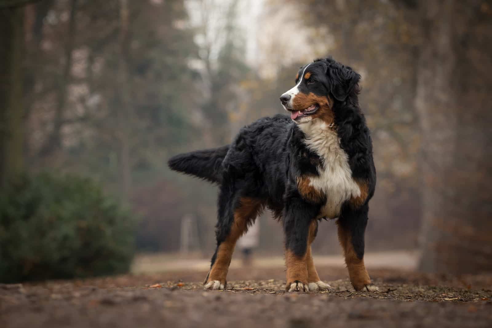 Bernese Mountain Dog standing outside