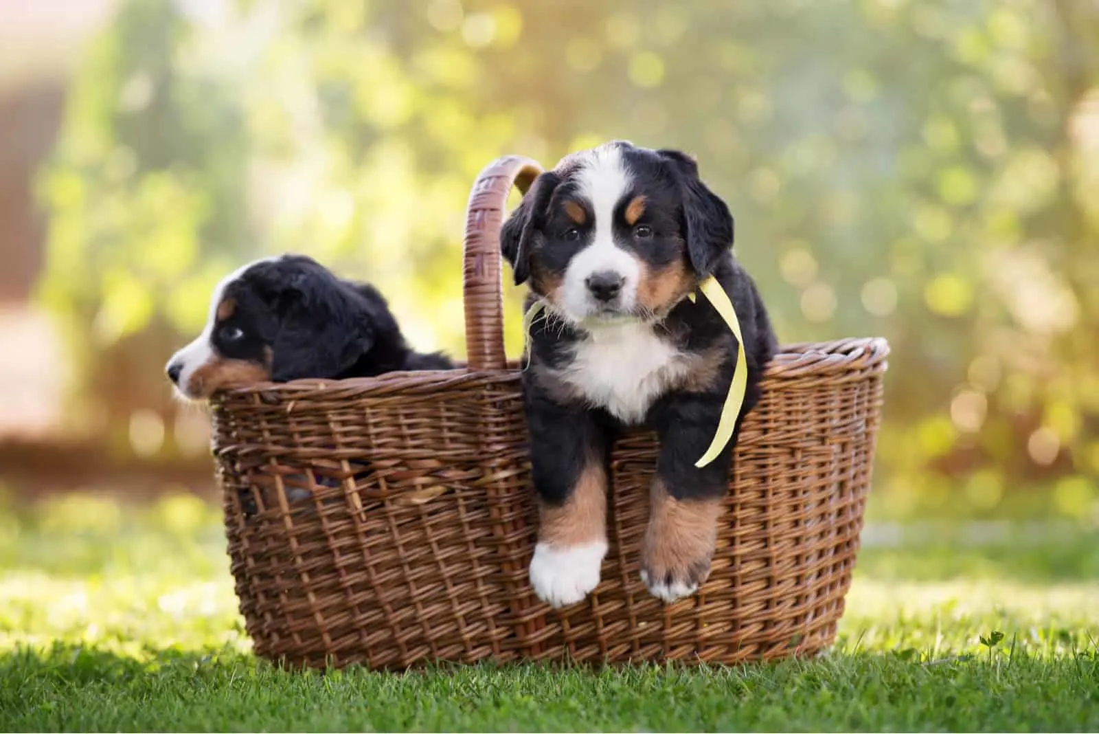 Bernese Mountain Dog puppies in basket