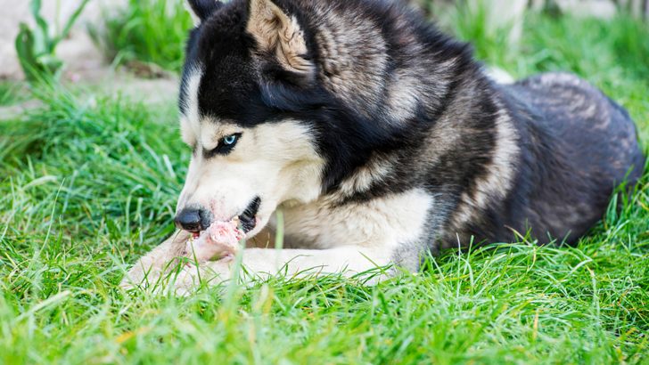 Best Husky Raw Diet: Going Back To The Roots