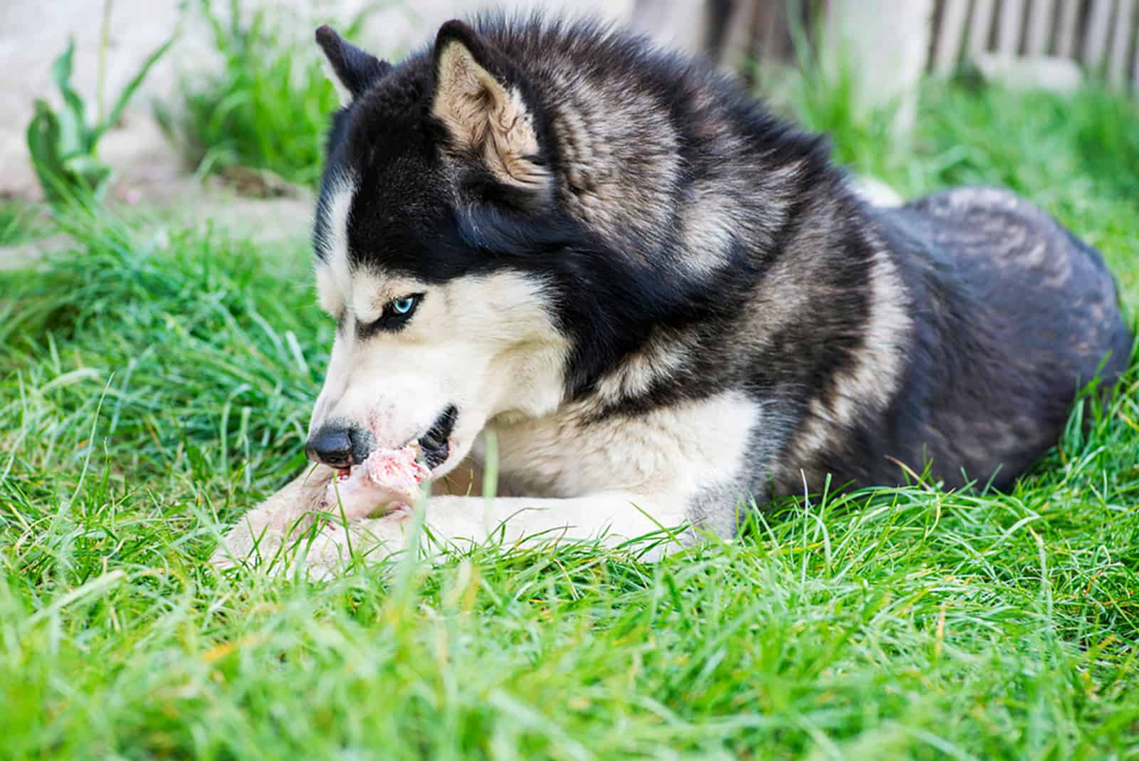 husky eats bone on meadow