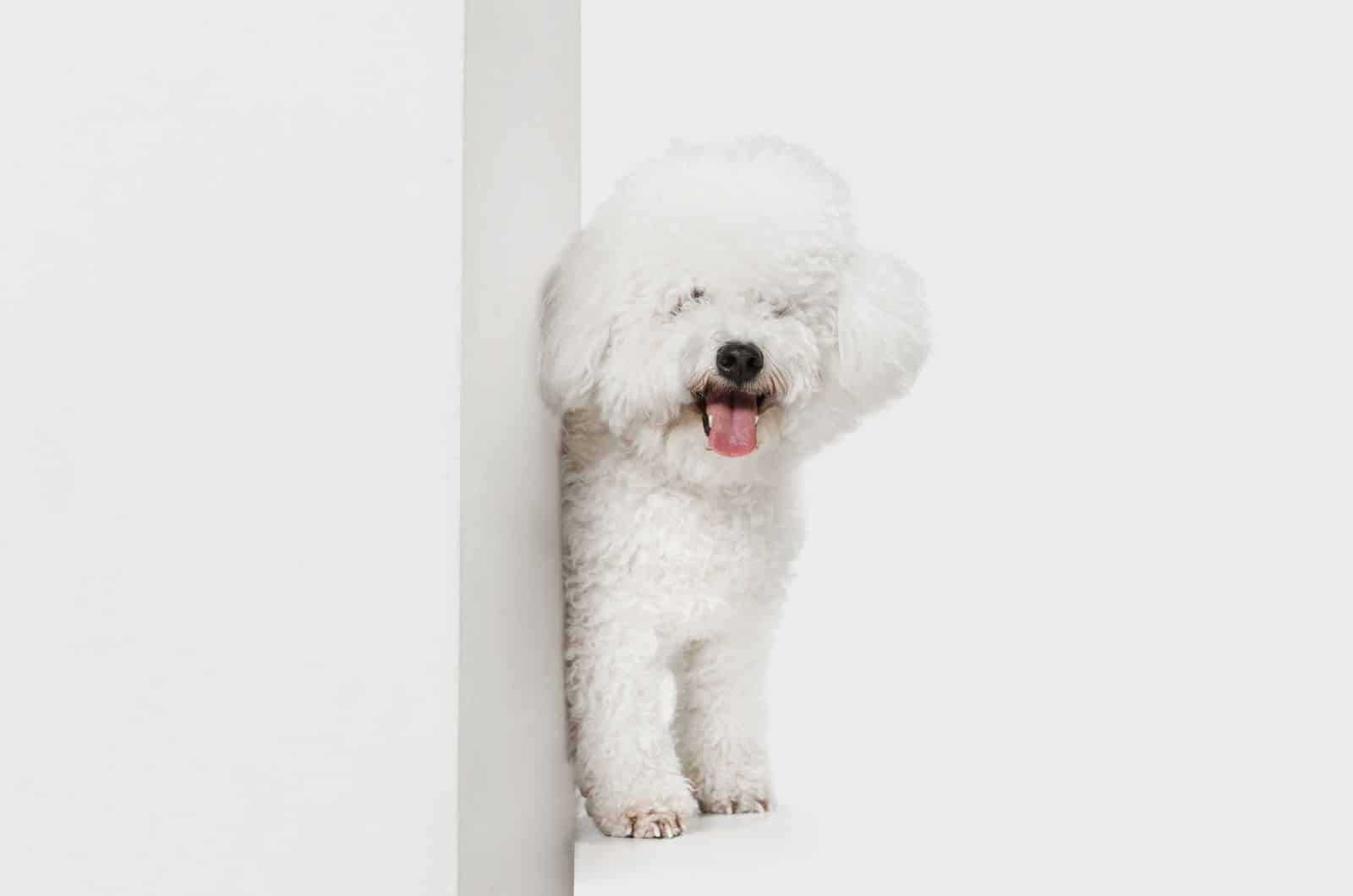 Bichon Frise dog