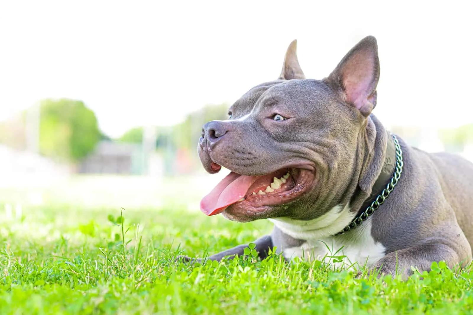 Blue American Bully sitting on grass outside
