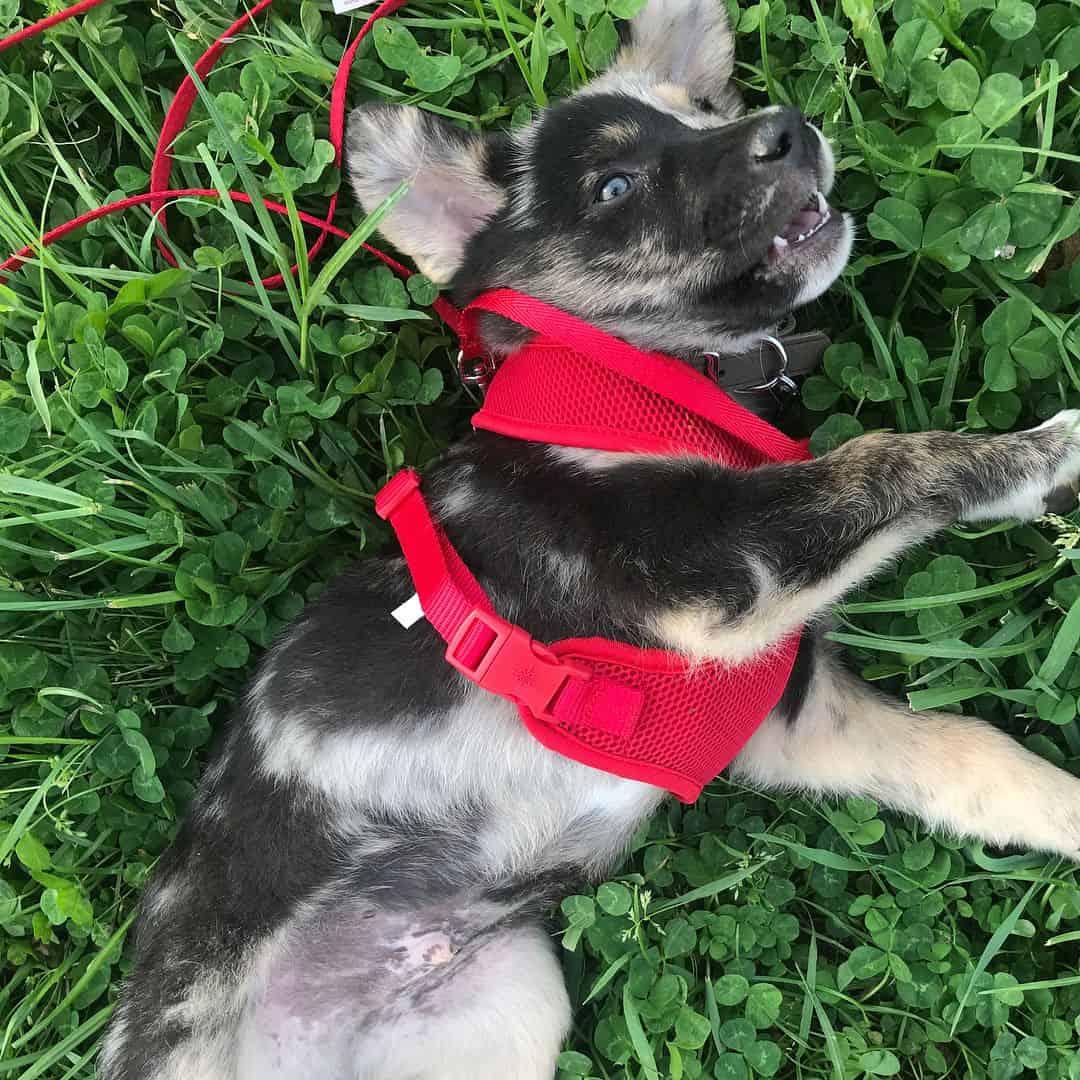 Blue Heeler Norwegian Elkhound Cross