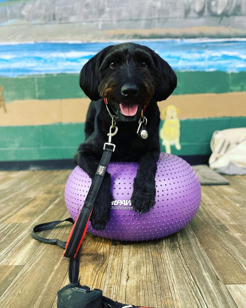 Reasons Why A Blue Heeler Poodle Mix Is For You
