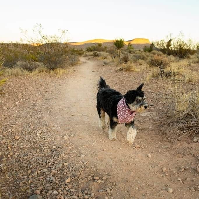 Blue Heeler Poodle Mix dog walking outside