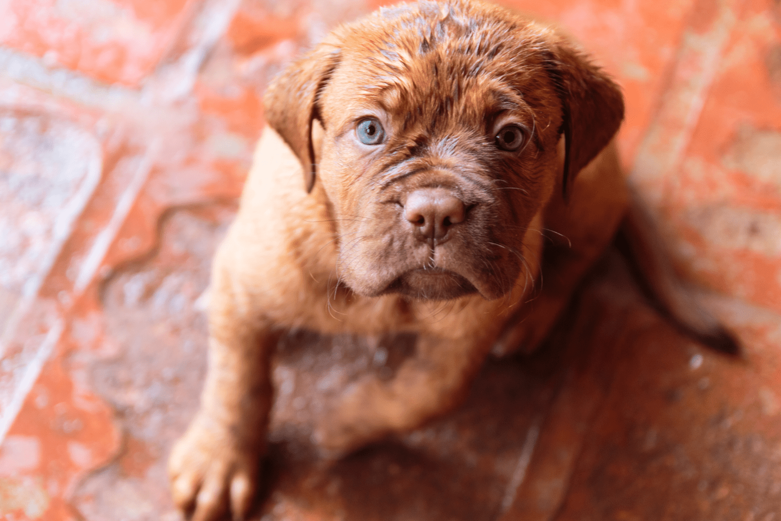 Bordeaux adorable puppy sitting on the floor and looking at the camera