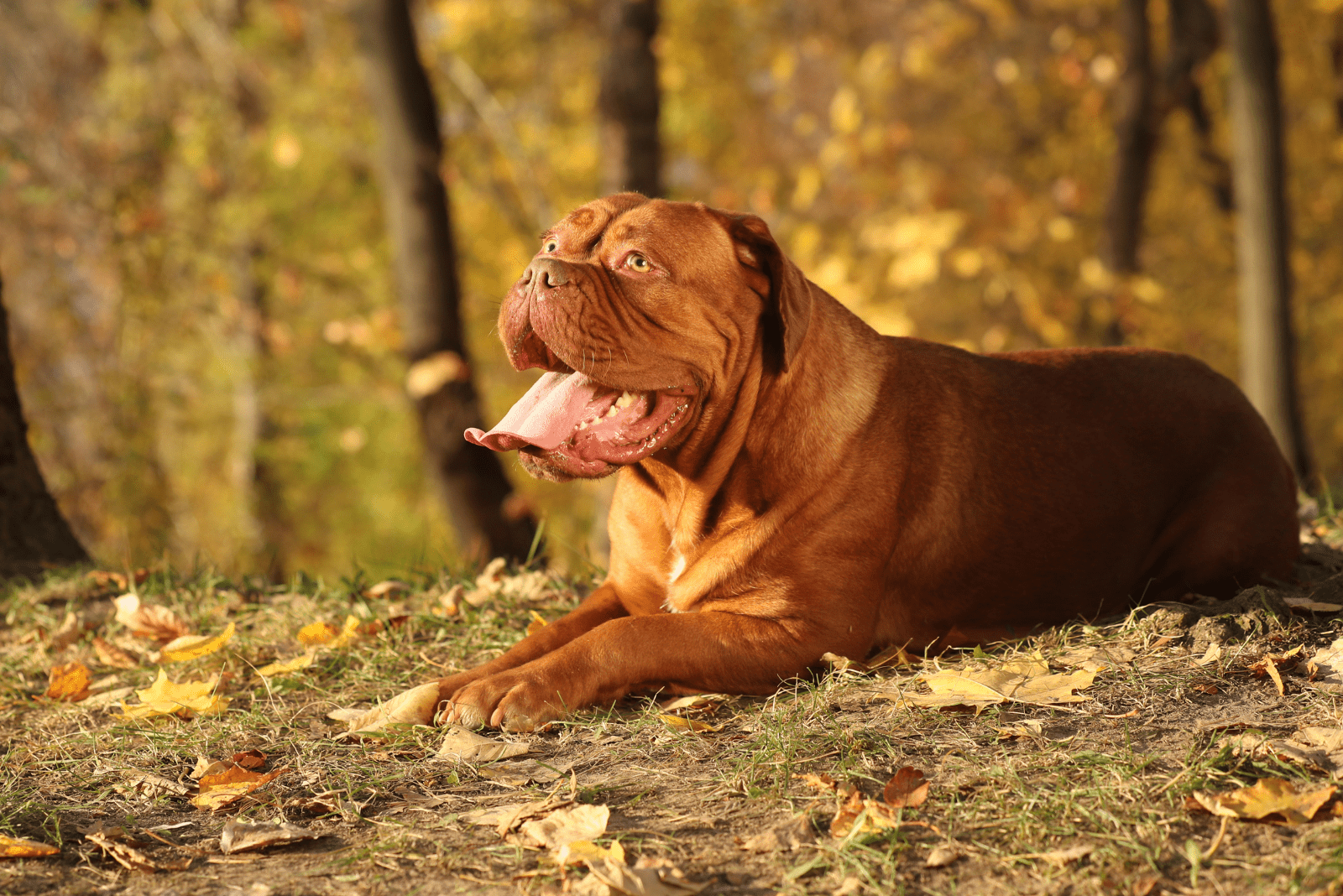 Bordeaux lies in the autumn forest