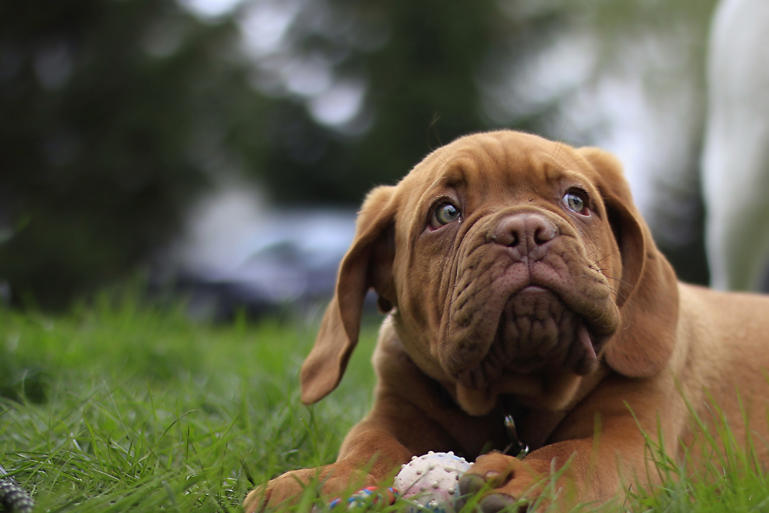 7 Best Dogue De Bordeaux Breeders In The U.S.