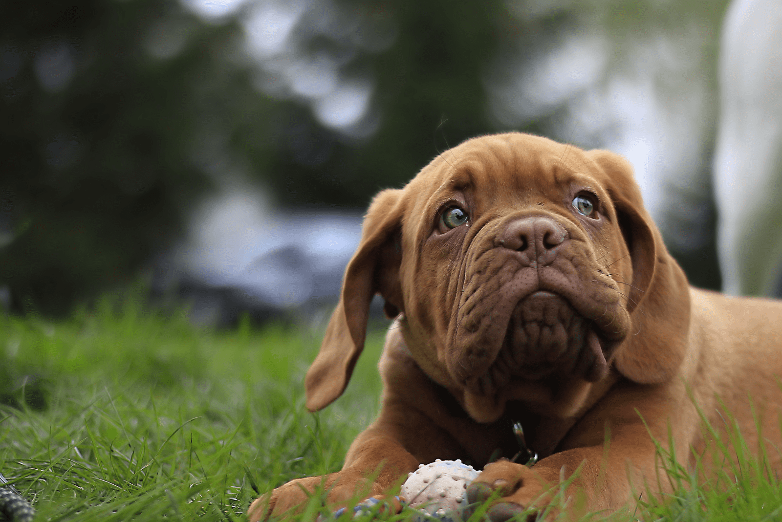 Bordeaux lies on the grass and looks above him