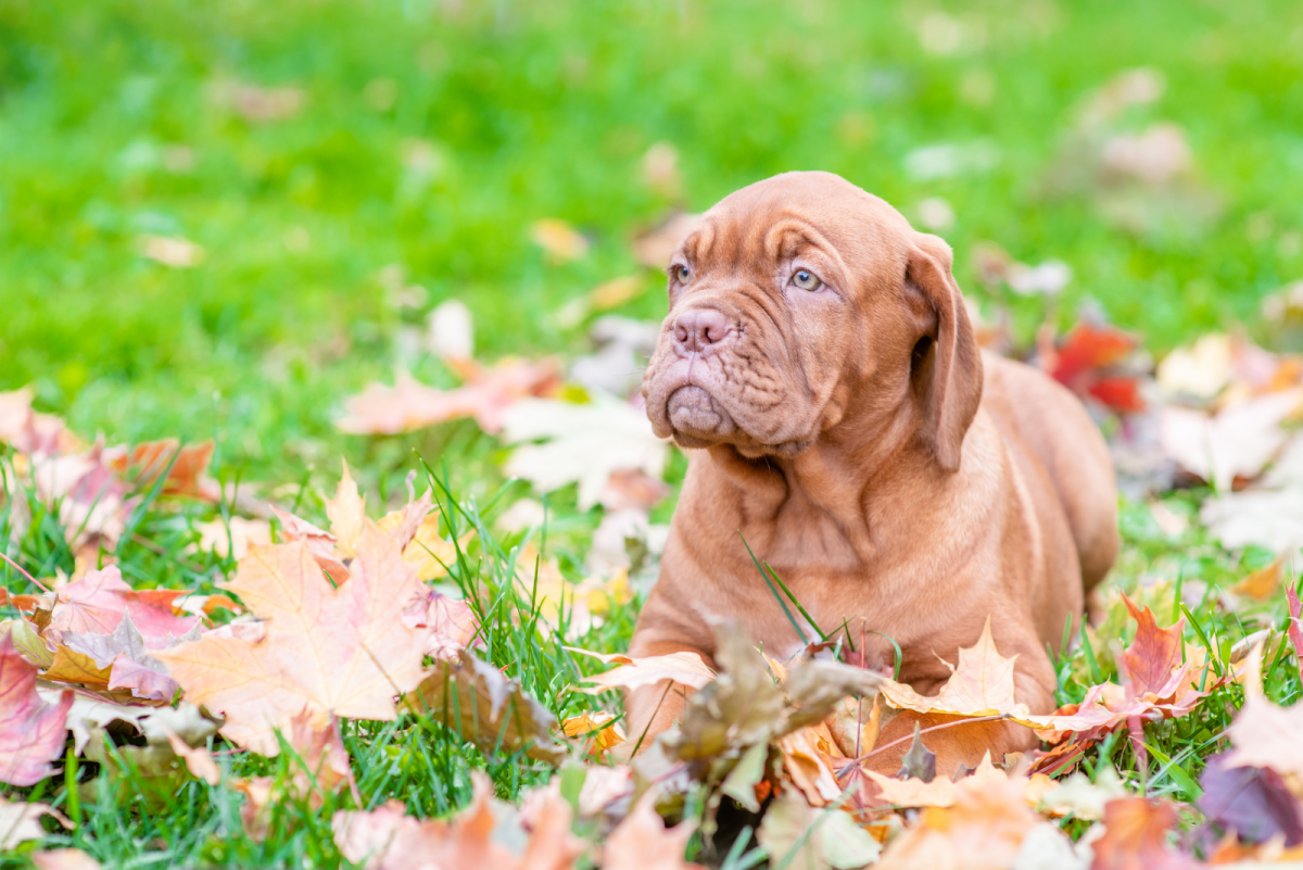 Dogue De Bordeaux Growth Chart How Big Are French Mastiffs?