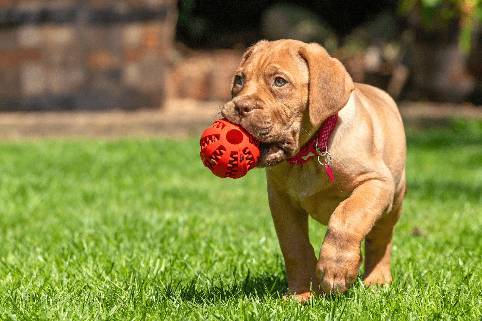 Bordeaux set with ball in mouth