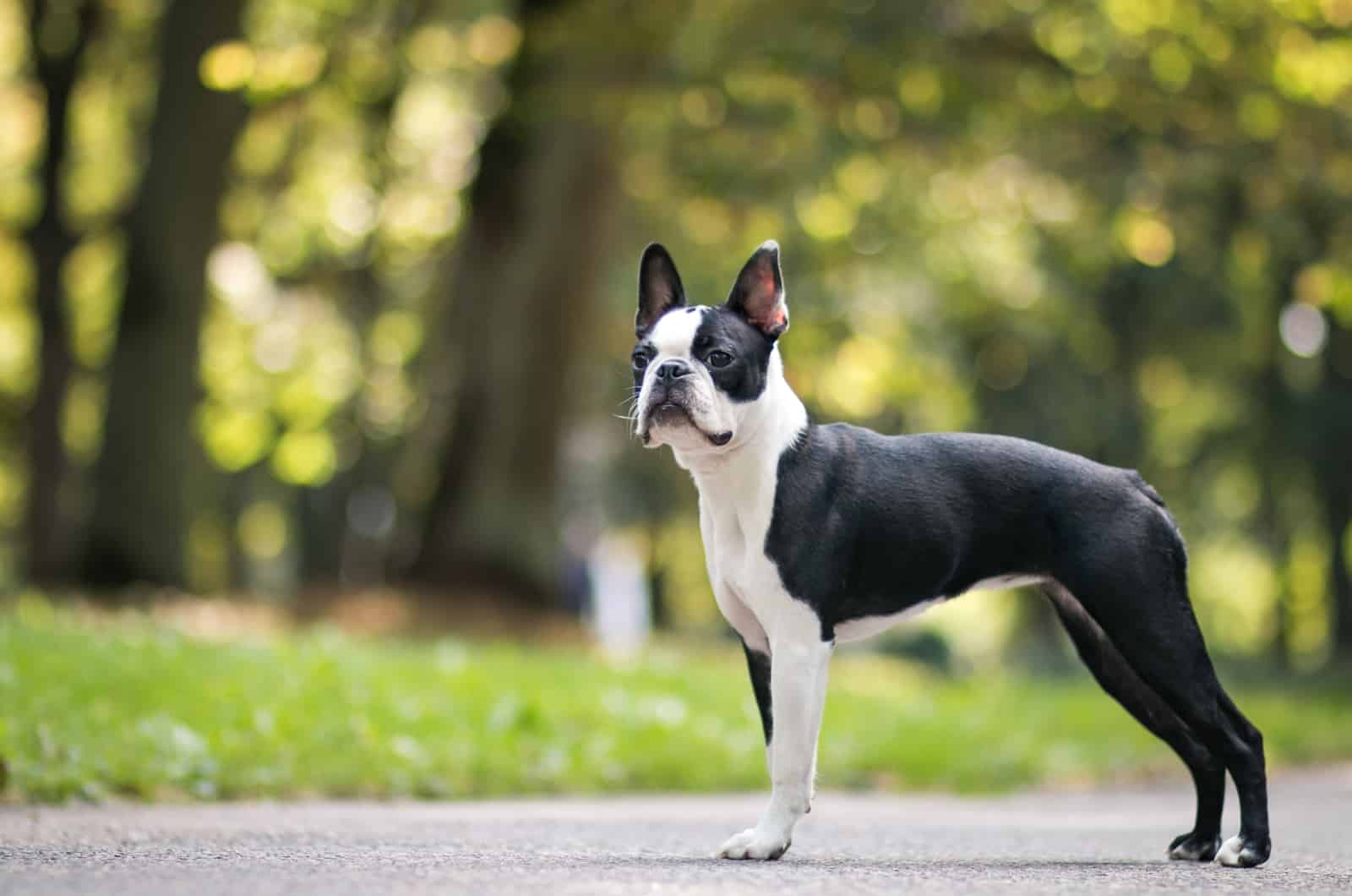 Boston Terrier standing outside