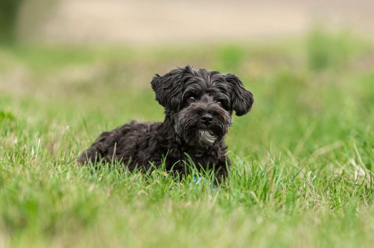 Teacup Yorkiepoo