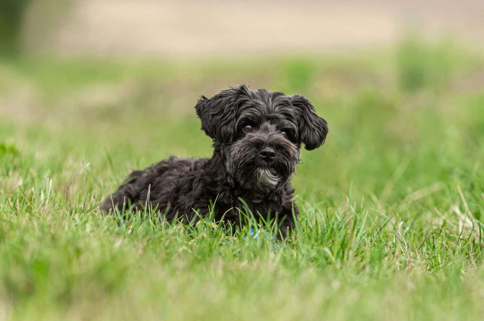 Breaking: The Teacup Yorkiepoo Cannot Fit In A Cup