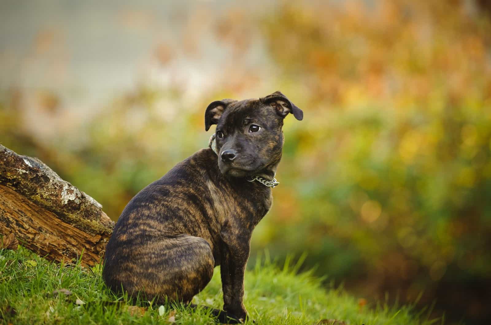 Brindle Staffordshire Bull Terrier