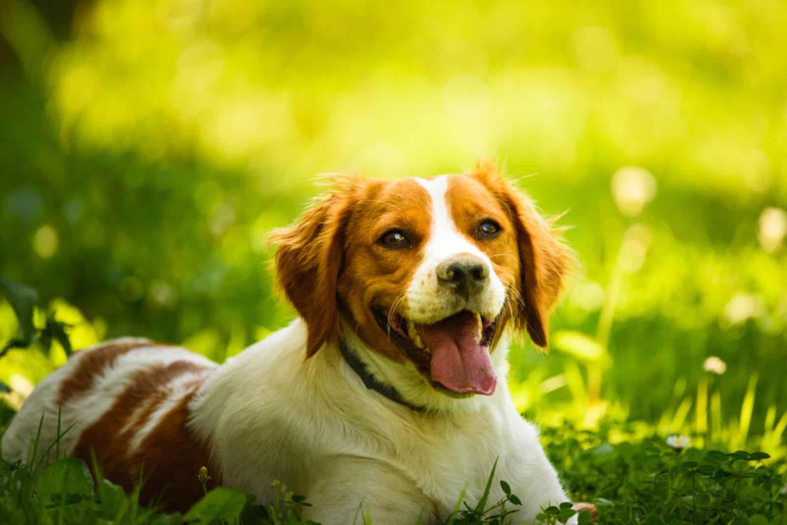 Brittany Spaniel dog lying in grass hidding from summer heat