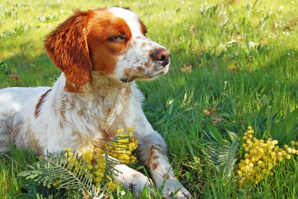 11 Brittany Spaniel Breeders In U.S. Quality Comes First