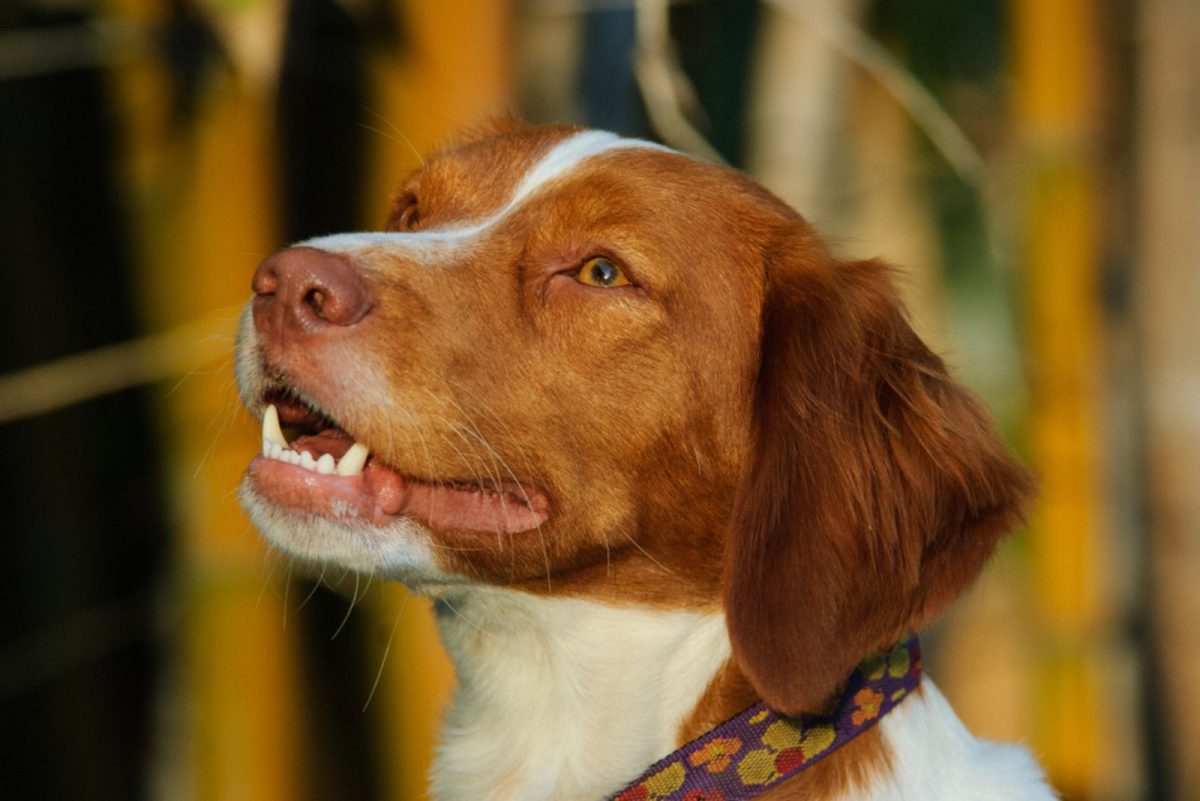 11 Brittany Spaniel Breeders In U.S. Quality Comes First