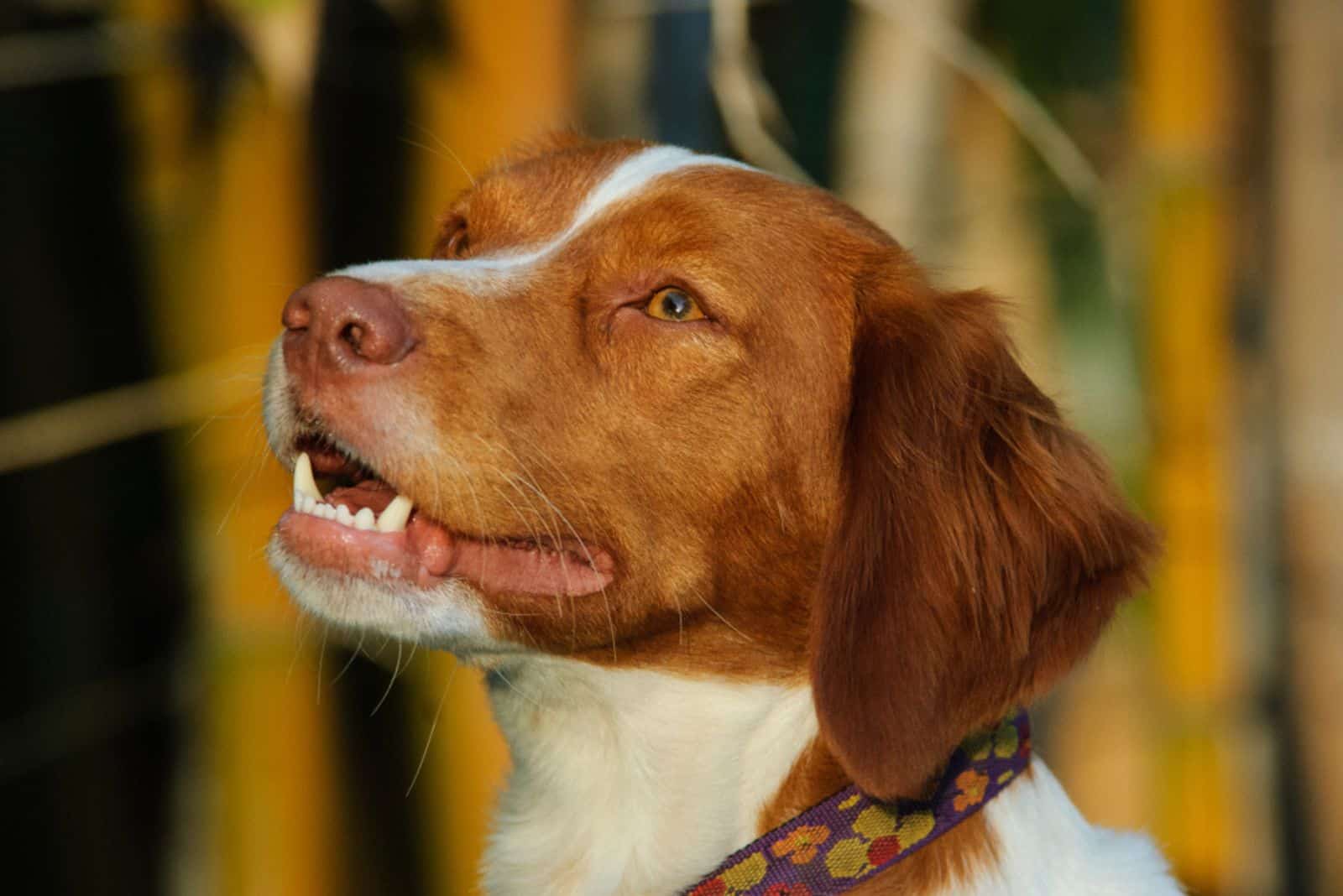 Brittany Spaniel outdoor portrait head shot