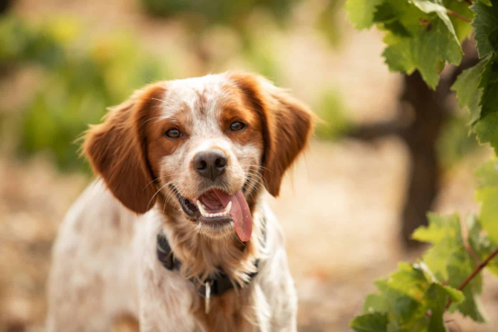 Brittany spaniel dog in the autumn vineyard