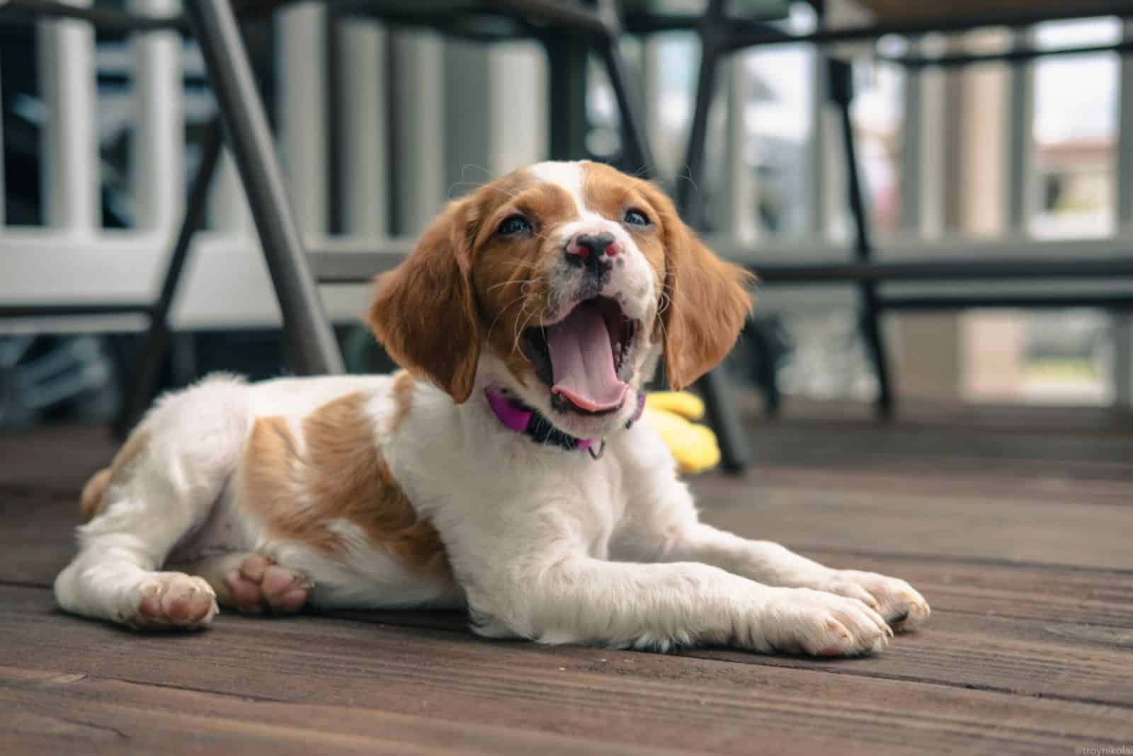 Brittany spaniel puppy