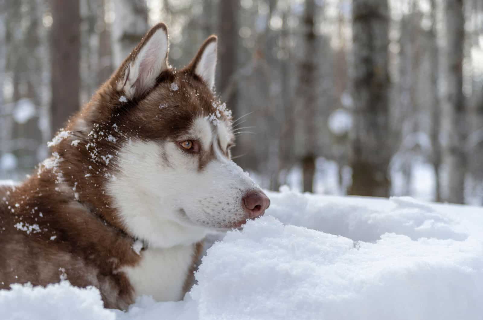 Brown Husky