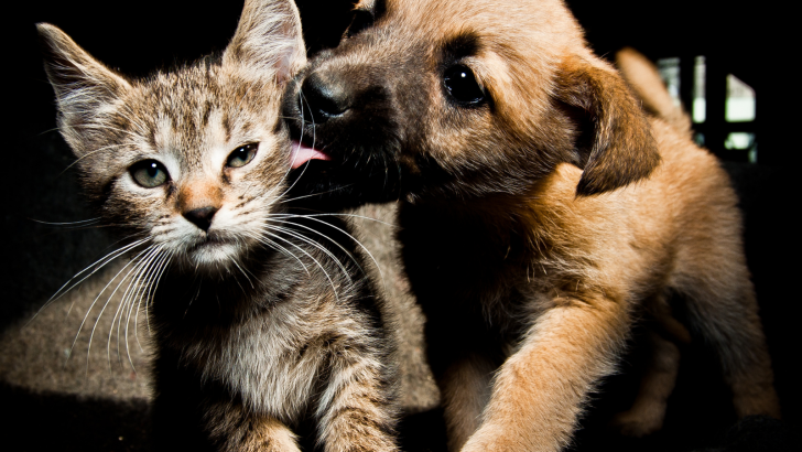 Can Dogs And Cats Mate? Detailed Explanation