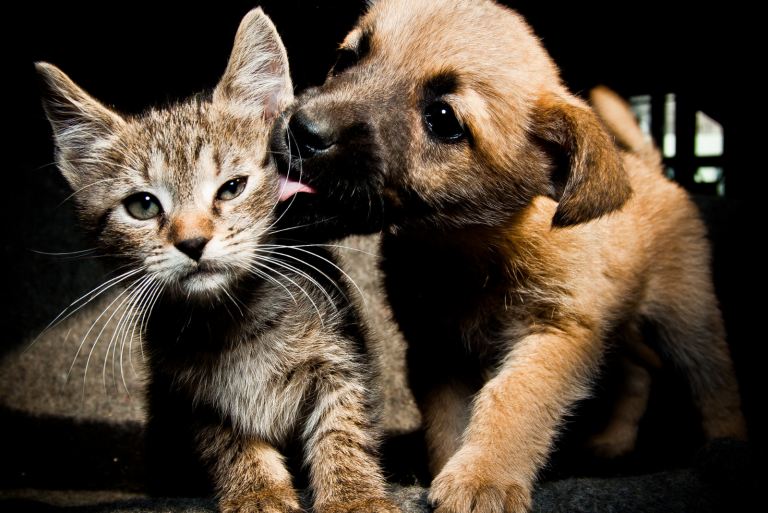 the dog licks the cat
