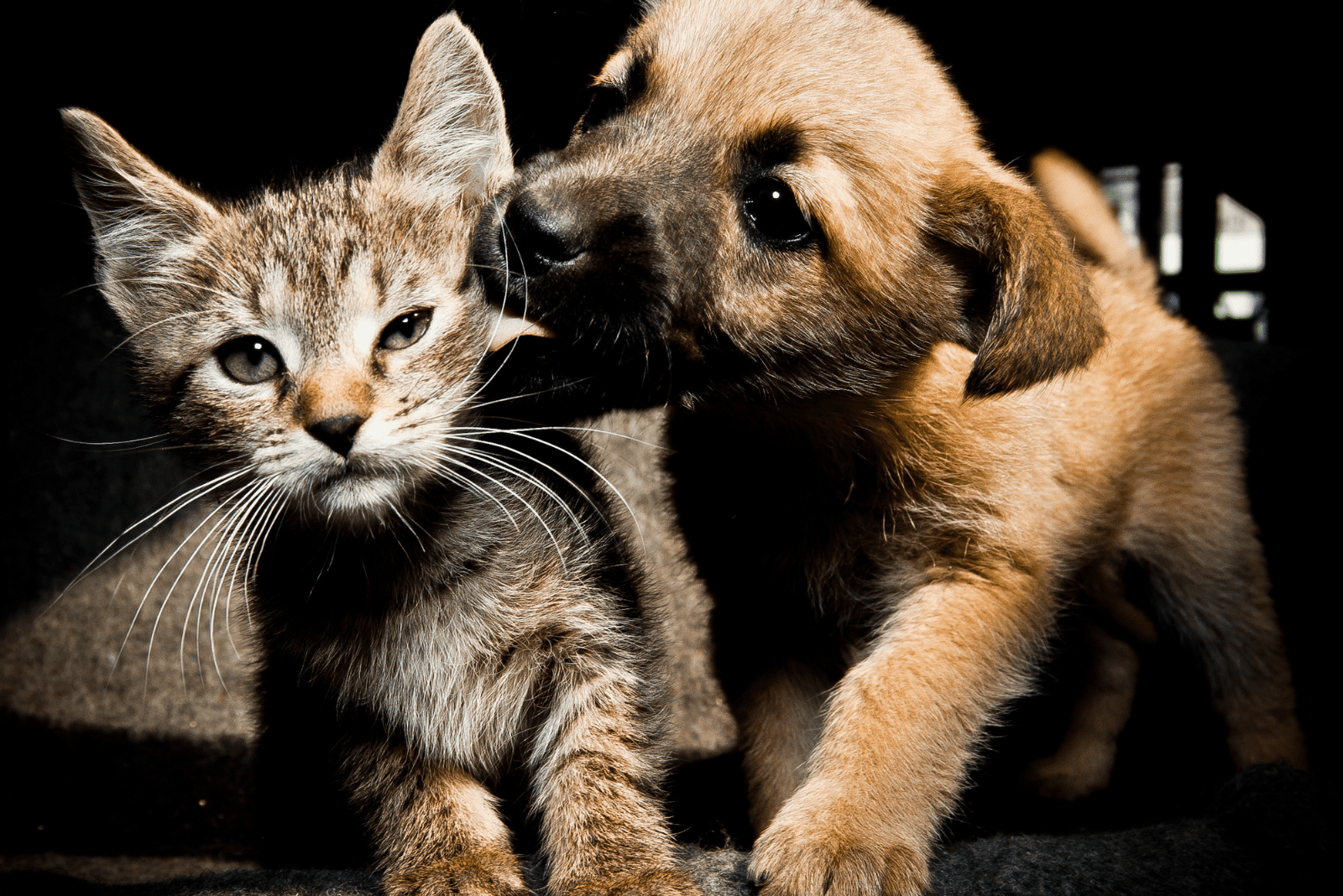 Can Dogs And Cats Mate? Detailed Explanation