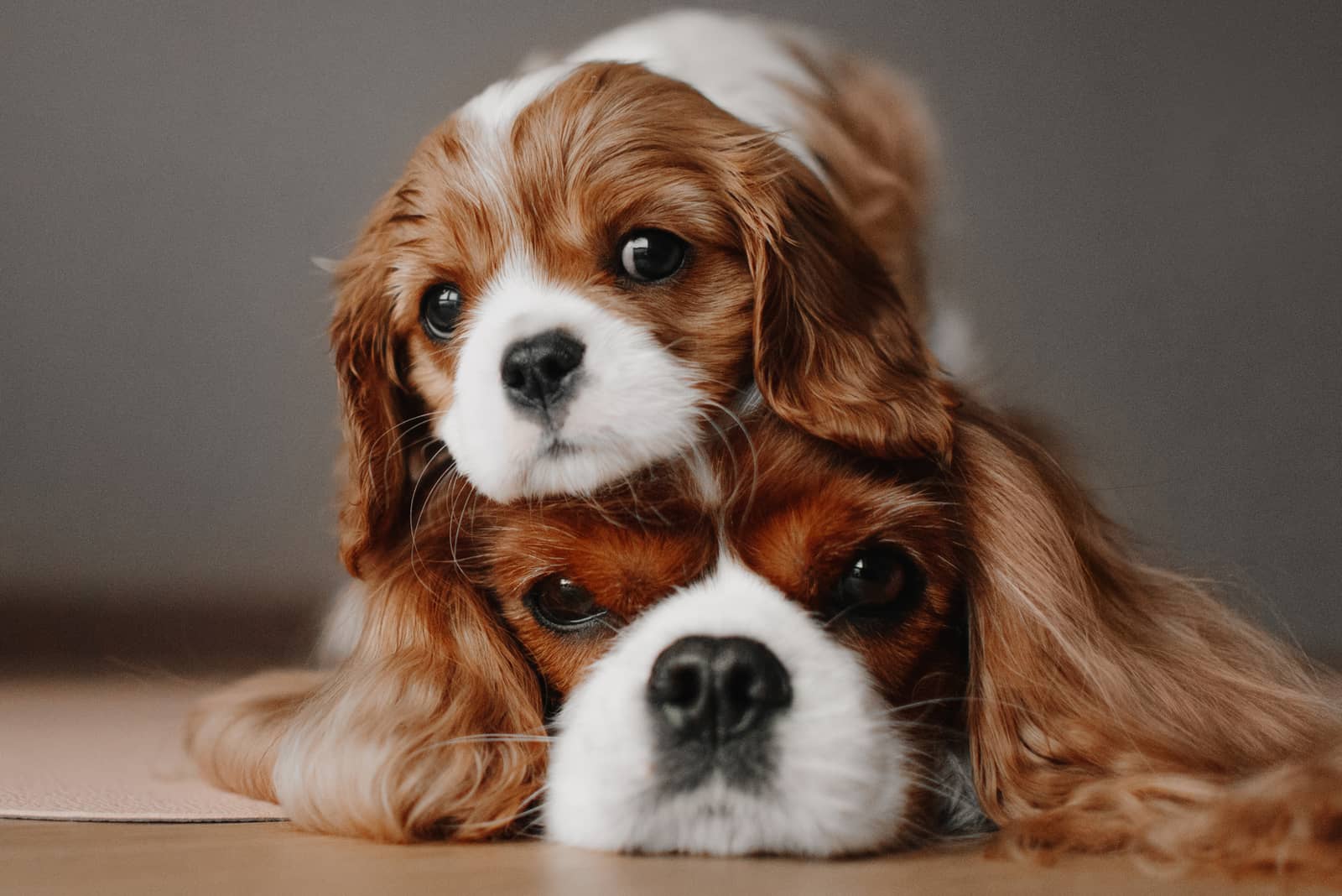 Cavalier King Charles Spaniel