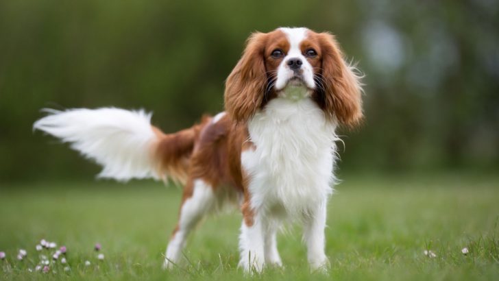 Cavalier King Charles Spaniel Growth Chart: Growing Up Royal