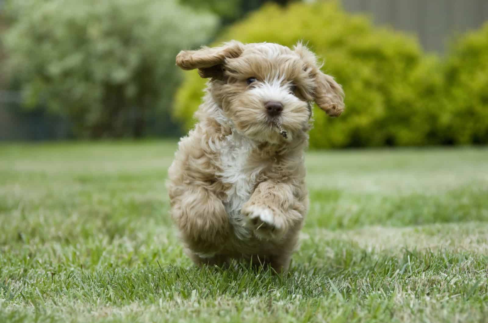 Champagne Cockapoo running on grass