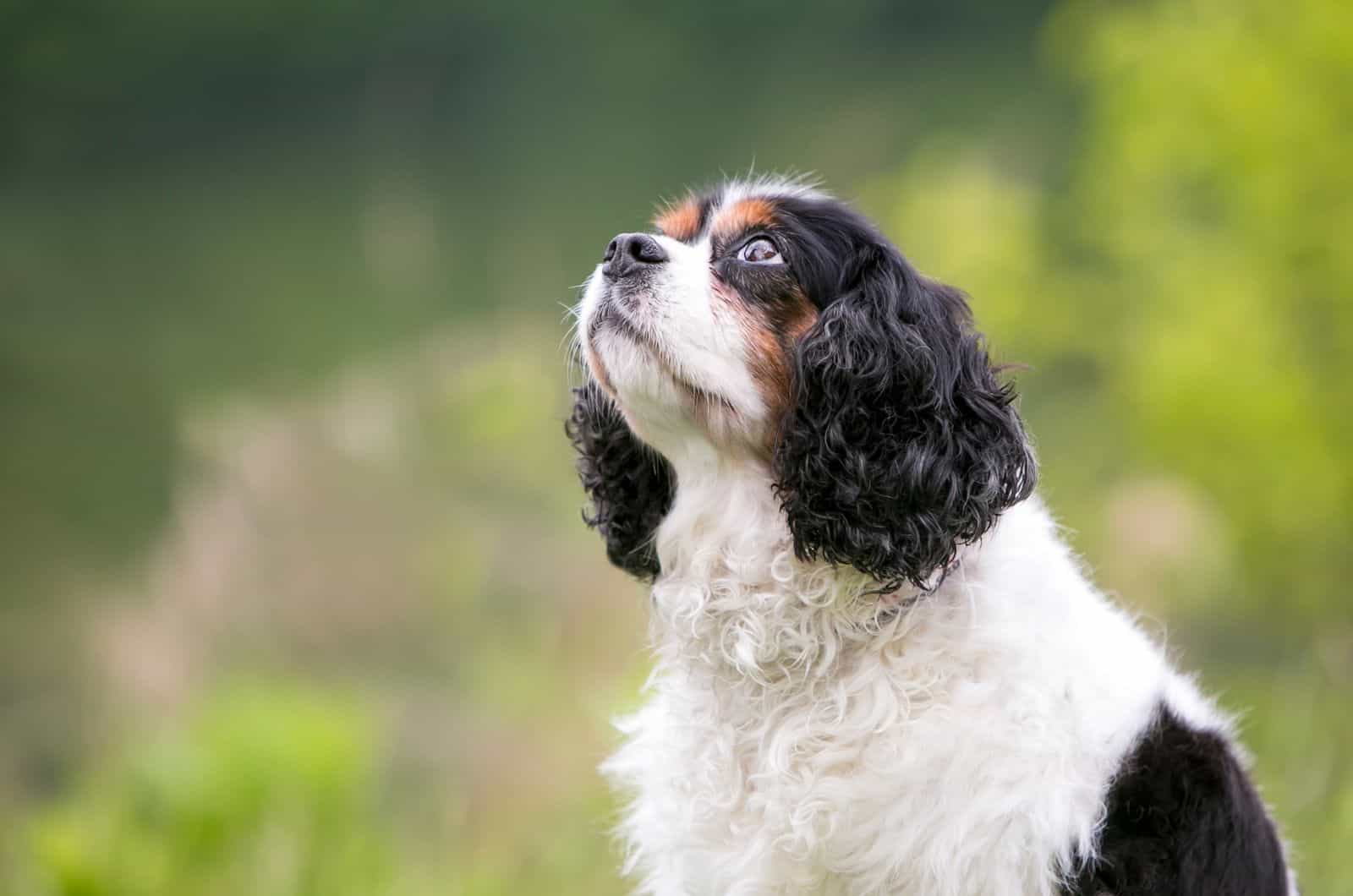 Chilier Dog looking up