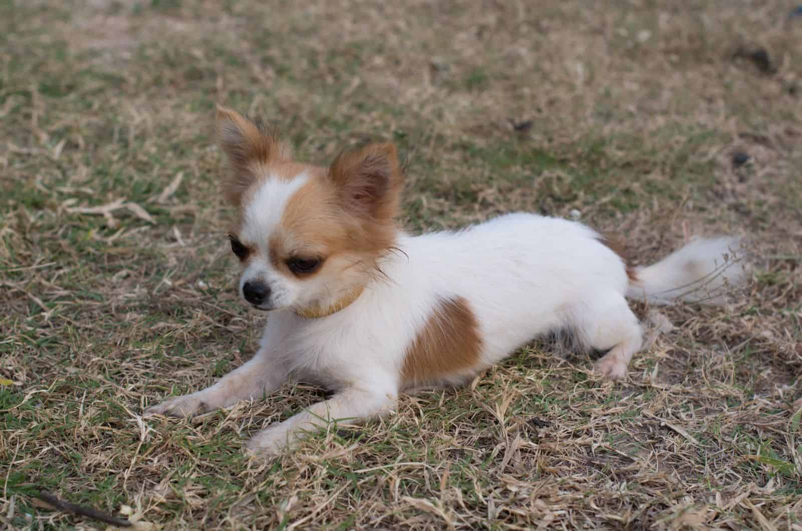 Chilier Dog sitting on grass