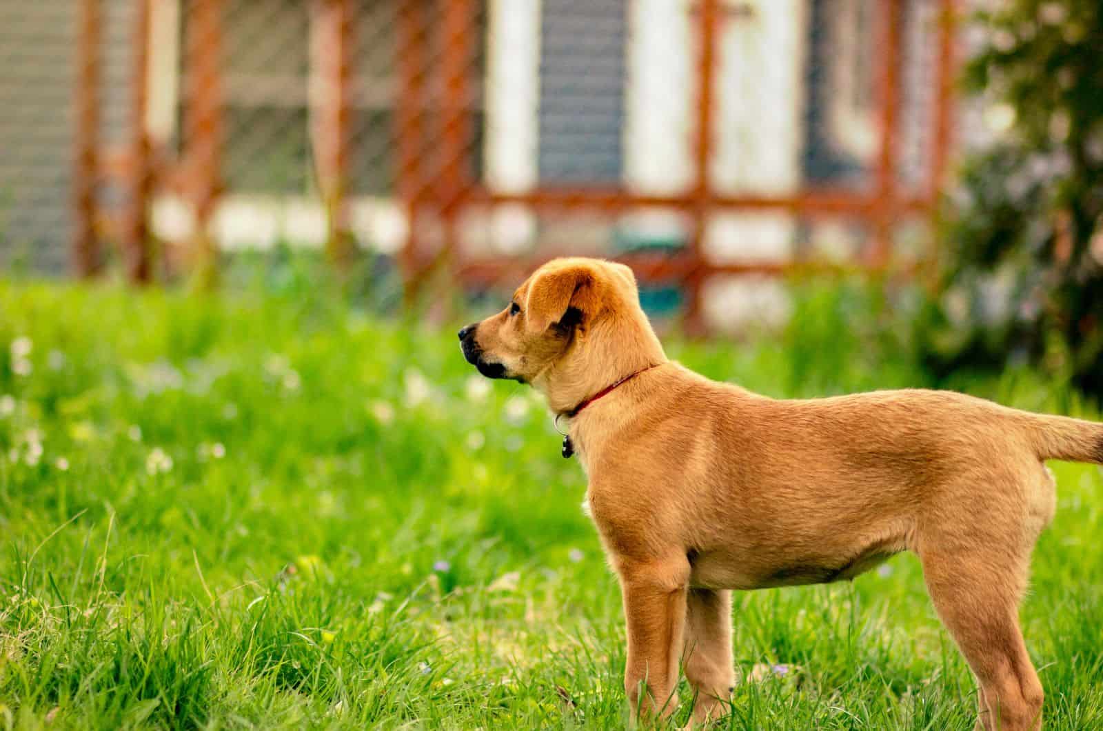 Chinook Dog