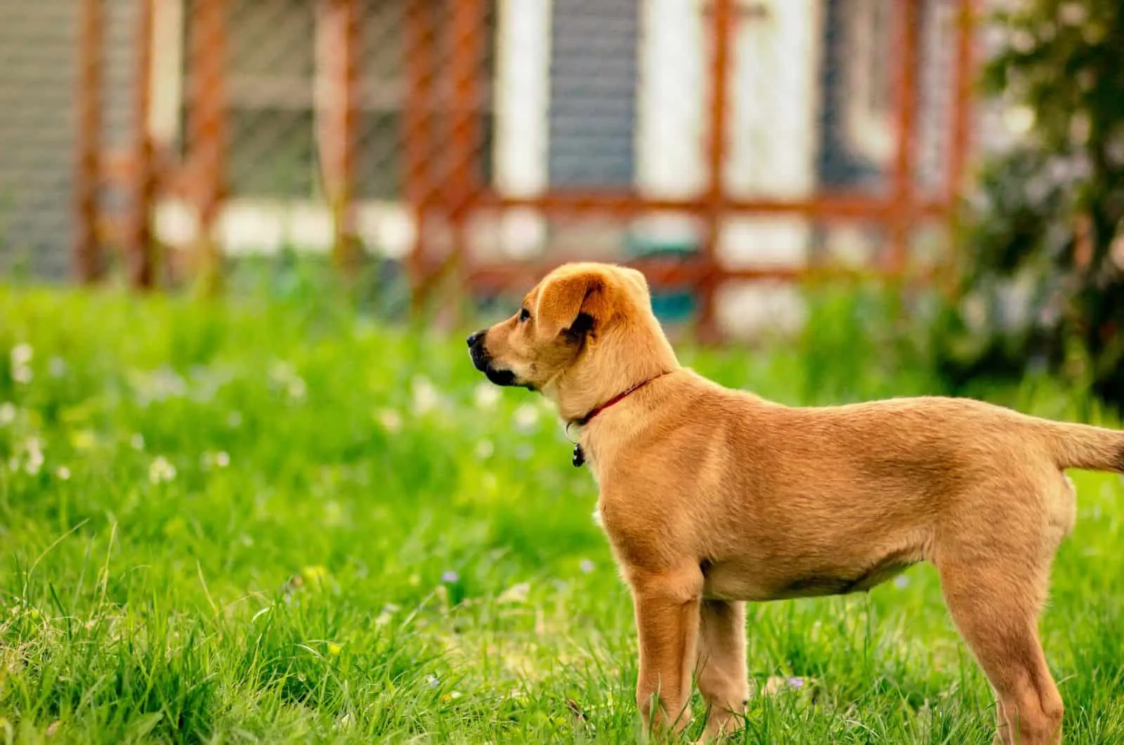 Chinook Dog