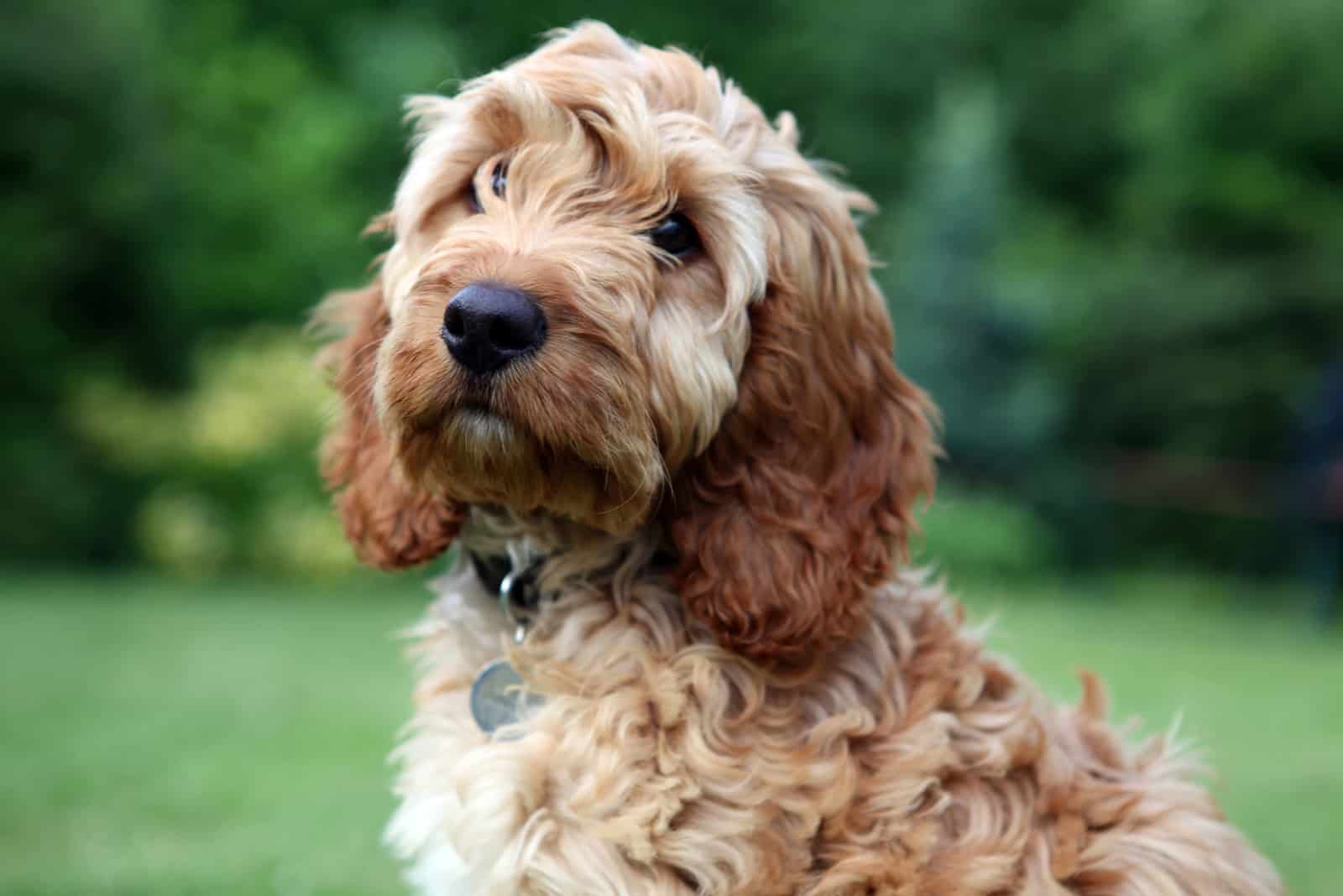 Cockapoo looking at camera