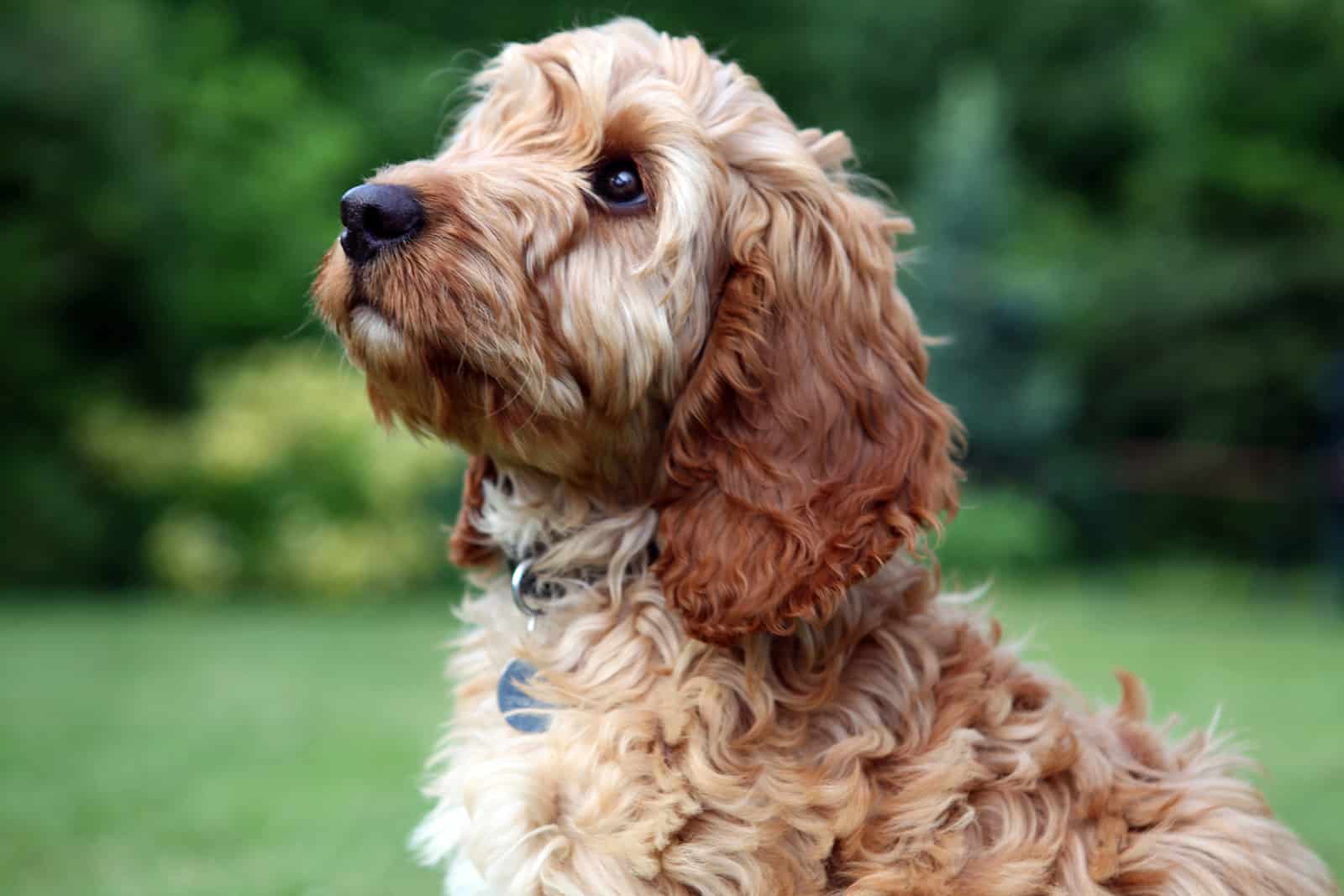 Cockapoo looking away