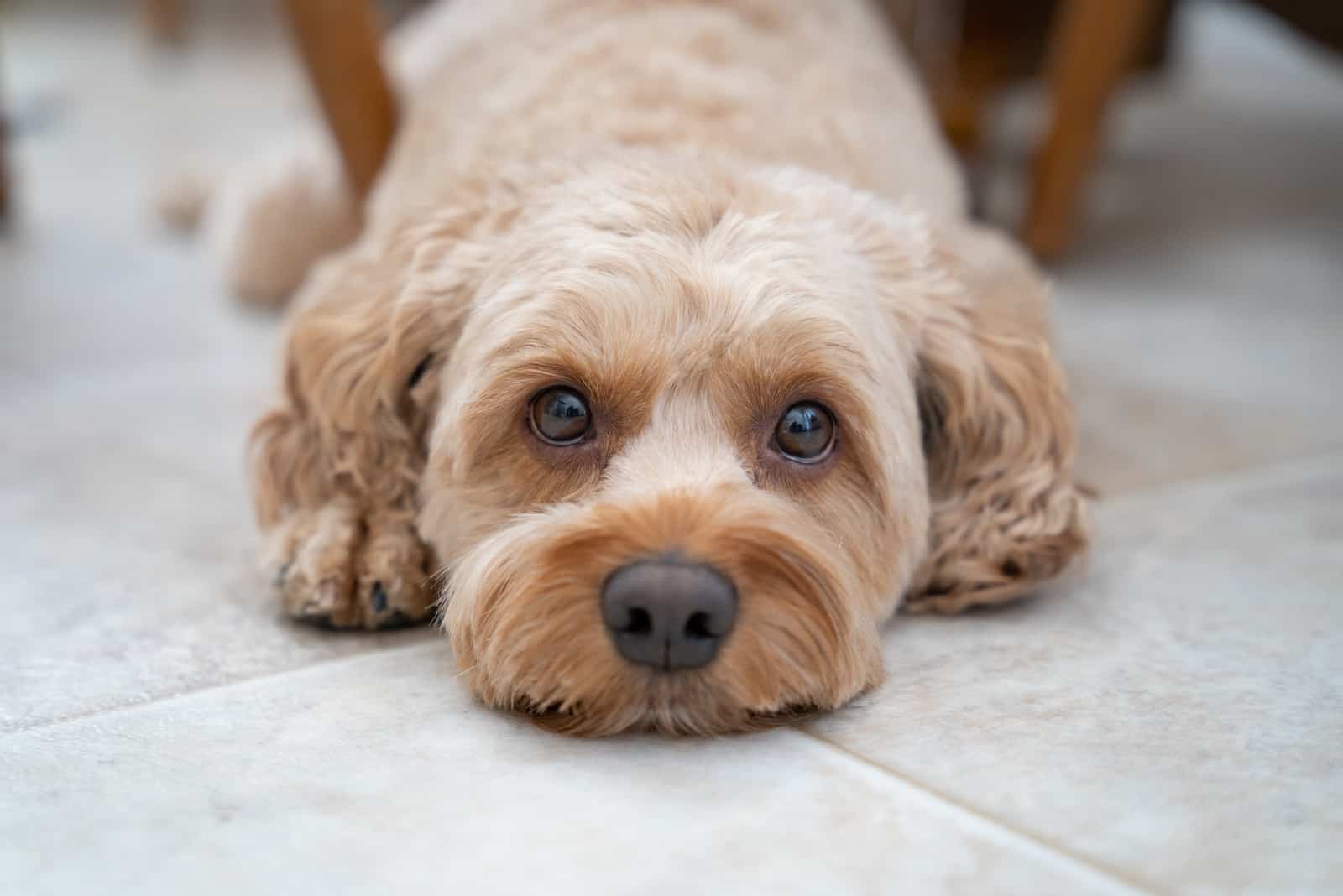 Cockapoo lying on floor looking at camera