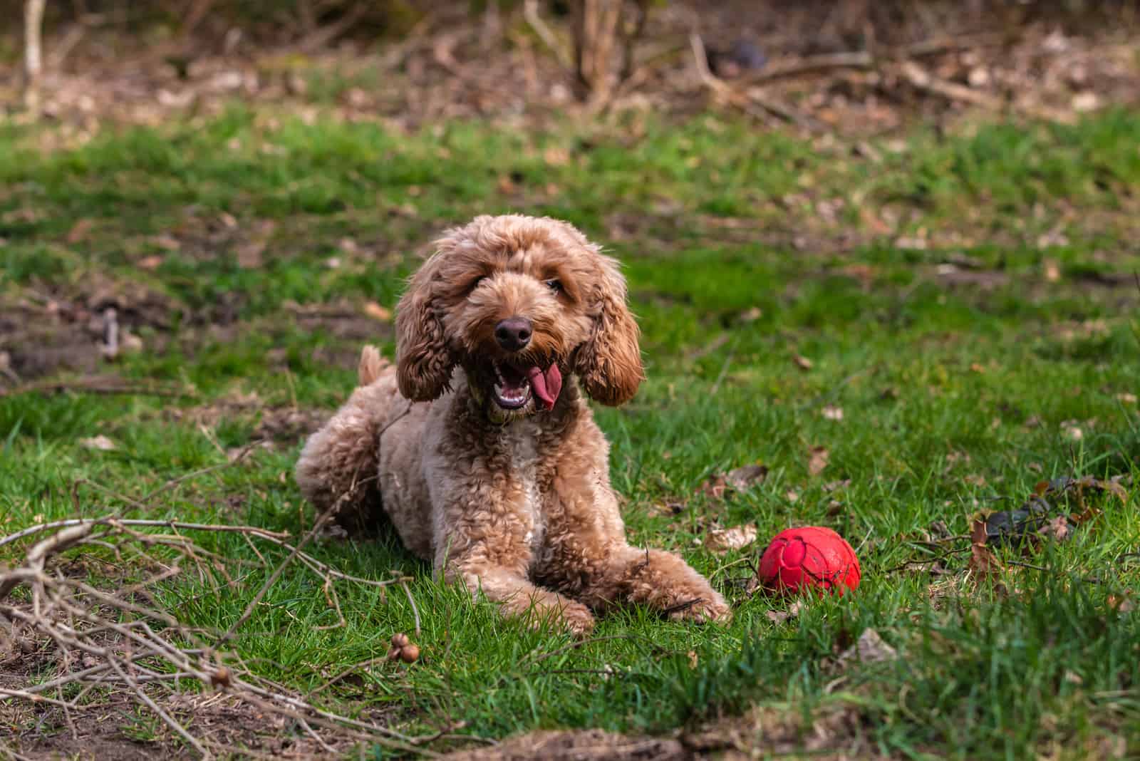 Cockapoo sitting on grass with his ball