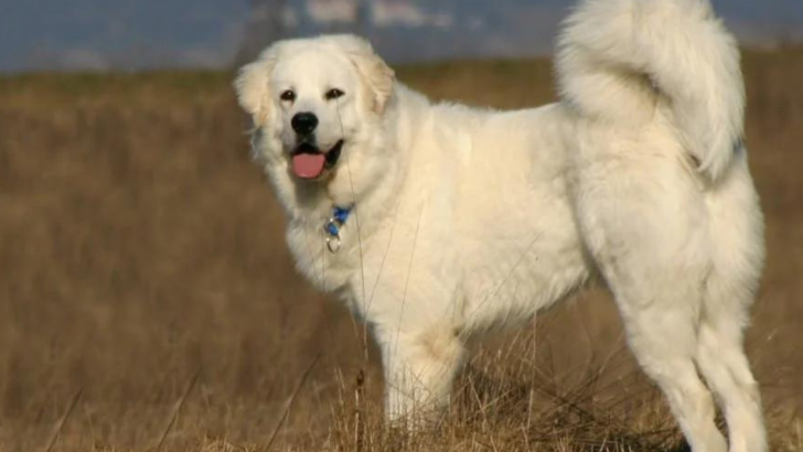 Colorado Mountain Dog – A True Coloradan Braveheart