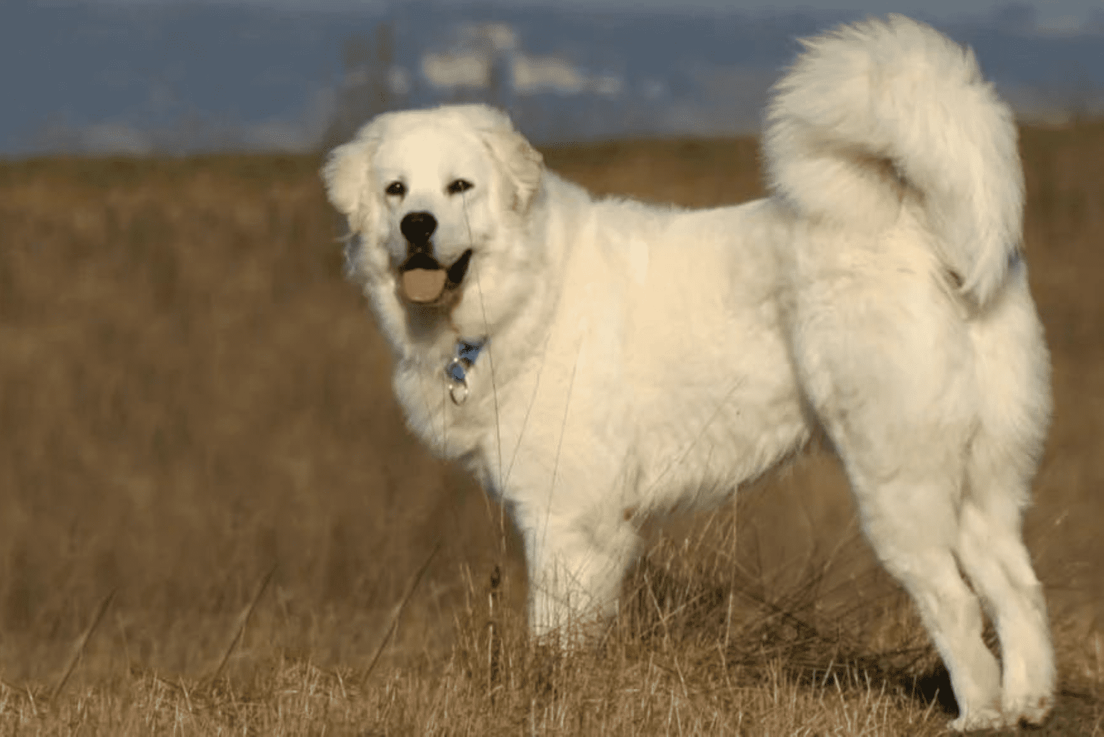Colorado Mountain Dog – A True Coloradan Braveheart
