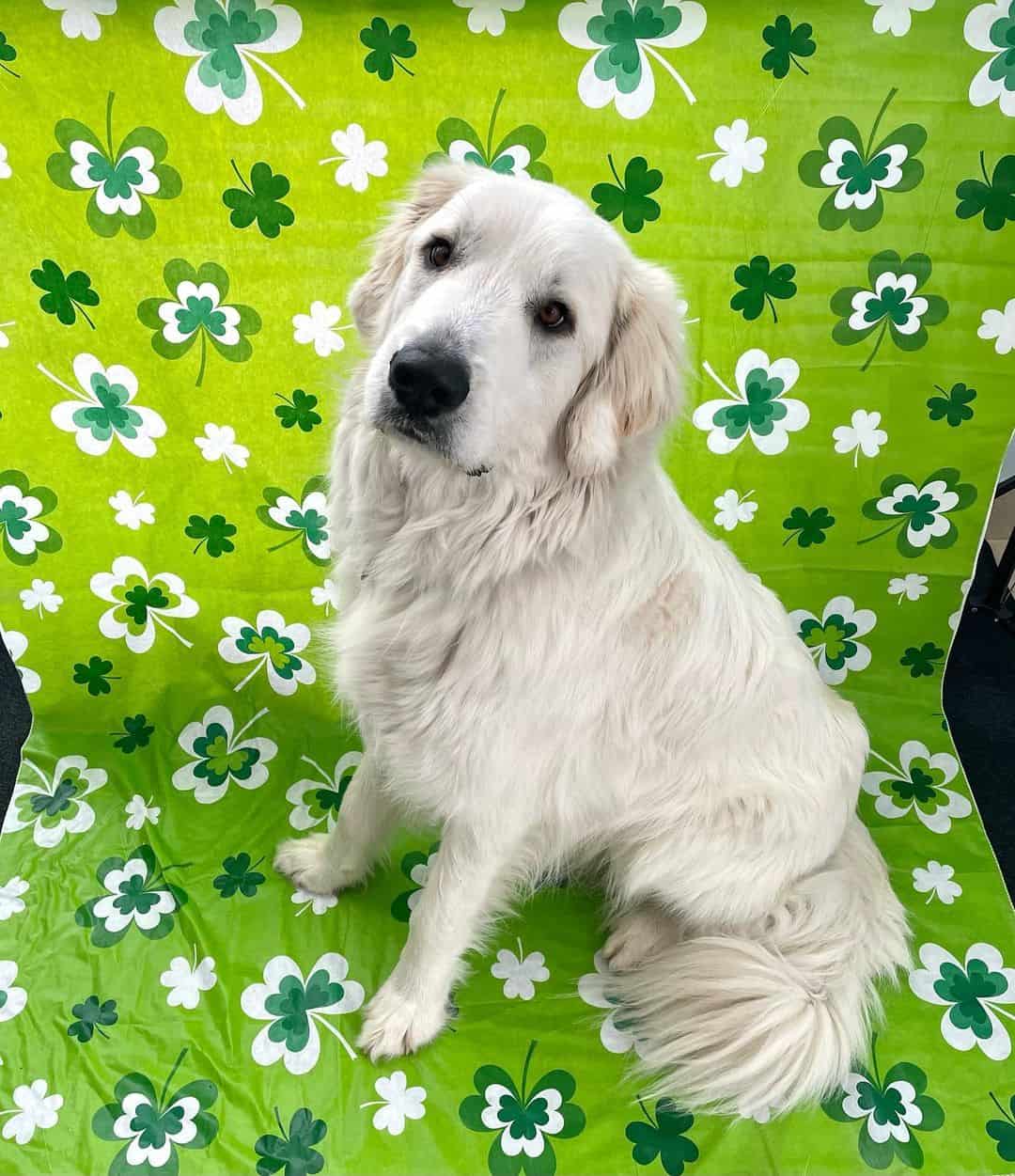 Colorado Mountain Dog sitting on a green mat