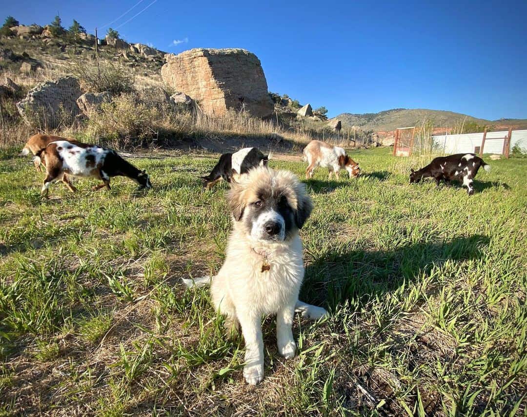 Colorado Mountain Dog sitting on green grass