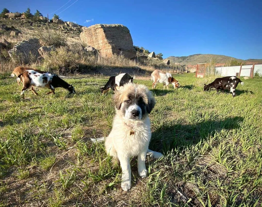 Colorado Mountain Dog sitting on green grass